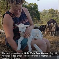 the goats